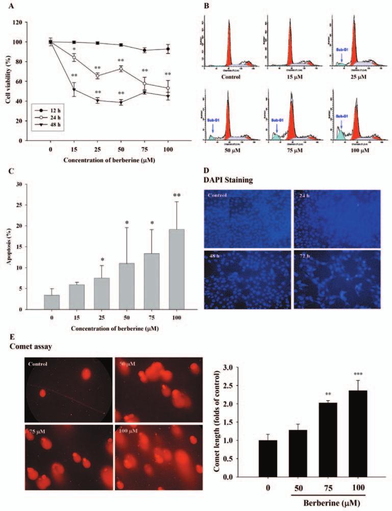 Ho et al: Berberine-induced Apoptosis in SCC-4 Tongue Cancer Cells Figure 1. Berberine-induced apoptosis and DNA damage in SCC-4 cells.