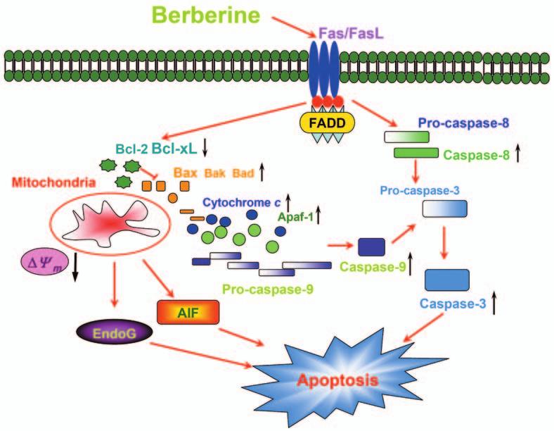 Figure 3. Effects of berberine on levels of apoptosis-associated proteins and mrna expression in SCC-4 cells.