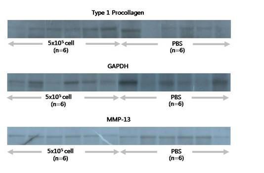 Collagen synthesis increased Proteins of type 1 procollagen and MMP-13 expression rate by western-blot Fig 1 mrna of type 1 procollagen