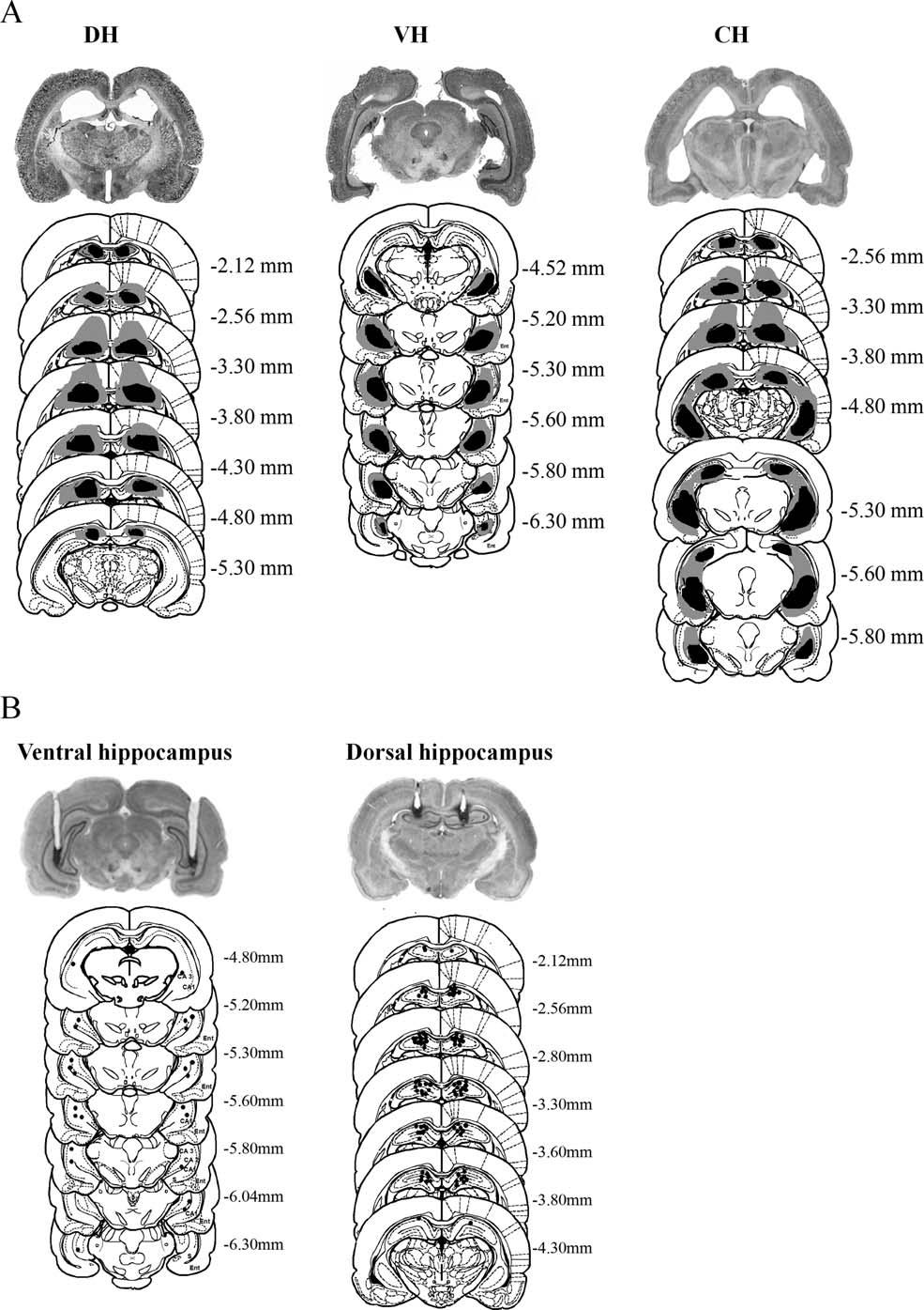1522 WANG ET AL. FIGURE 1. Hippocampal lesions (Experiment 1) and infusions sites (Experiment 2 and 3).