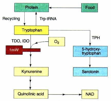 Overview of Tryptophan