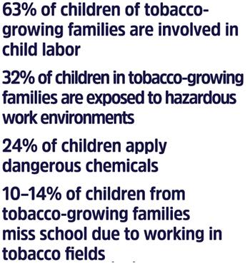 In fact, up to 7 in 10 tobacco farm workers are
