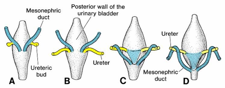 The ureters are positioned at the apical corners of the trigone.