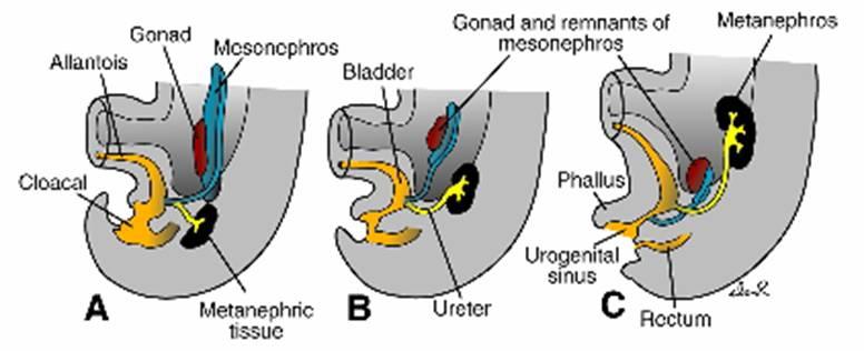 As the urorectal septum divides the cloaca, the caudal end of the urinary bladder narrows to form the urogenital sinus and the urethra As the body grows in