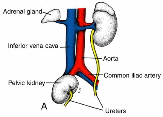 abdomen rotates 90 o laterally during ascent vascular supply changes as it ascends: may lead to accessory renal vessels the gonad descends: thus the relative