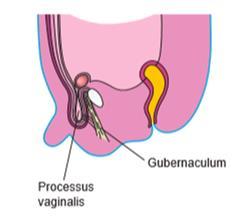 Descent of the testis : - The testis develops in the posterior abdominal wall opposite the 2 nd lumbar vertebra.