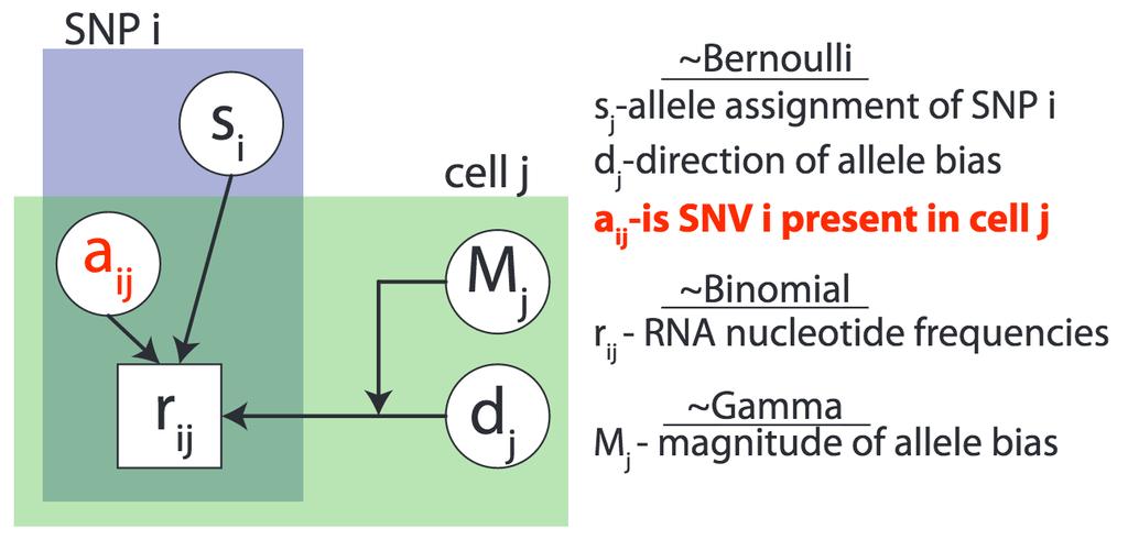 Inference of subclonal architecture relies on detection of subclonal variants such as SNVs.
