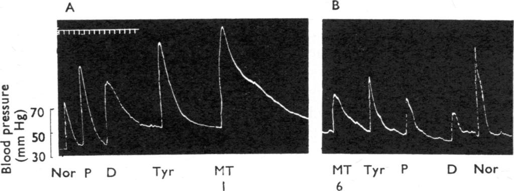 Figure 4 illustrates an experiment in which the fourth injection of dexamphetamine caused a pressor response of only 18 mm Hg compared with the initial response to this amine of 51 mm Hg.