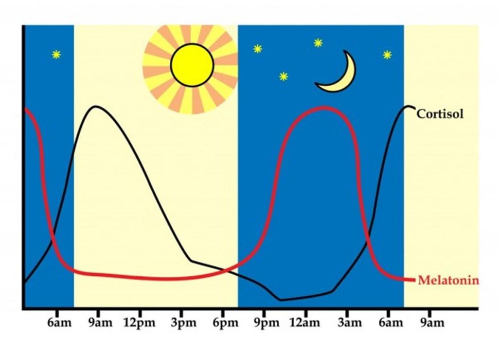 1. The circadian cycle Melatonin is secreted as the sun sets and is important in; Promoting sleep, Antioxidant defence Metabolism regulation Circadian