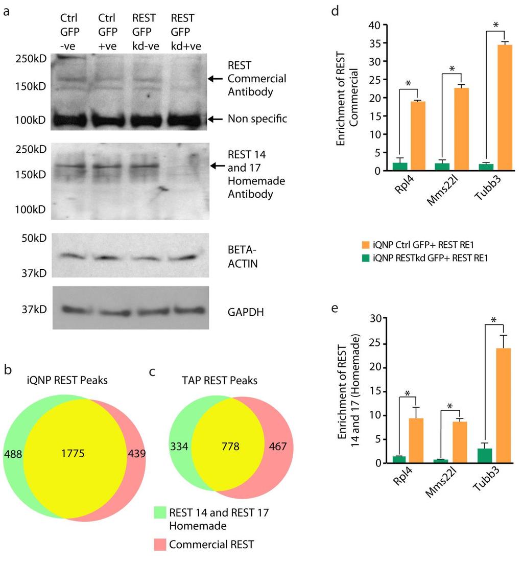 Supplementary Figure 5, Related to Figure 5: Validation of REST antibodies used in ChIPseq studies a) Western blot result from in vitro REST shrna and control vector transduced and
