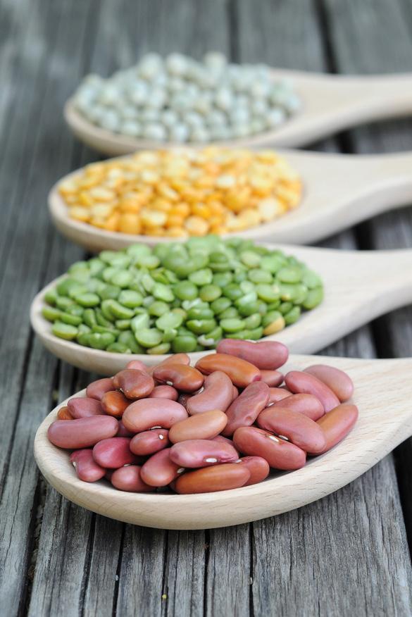 u BEANS AND LEGUMES Many people have a difficult time digesting beans and legumes because they contain saponins, protease inhibitors, and lectins.