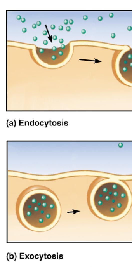 Endocytosis where the cell transports molecules into another cell by engulfing them with the use of ATP Phagocytosis and pinocytosis are special examples of endocytosis and are the cell eating and
