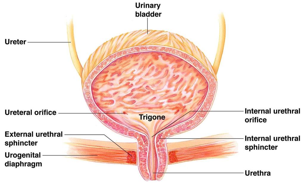 Female Urinary Bladder