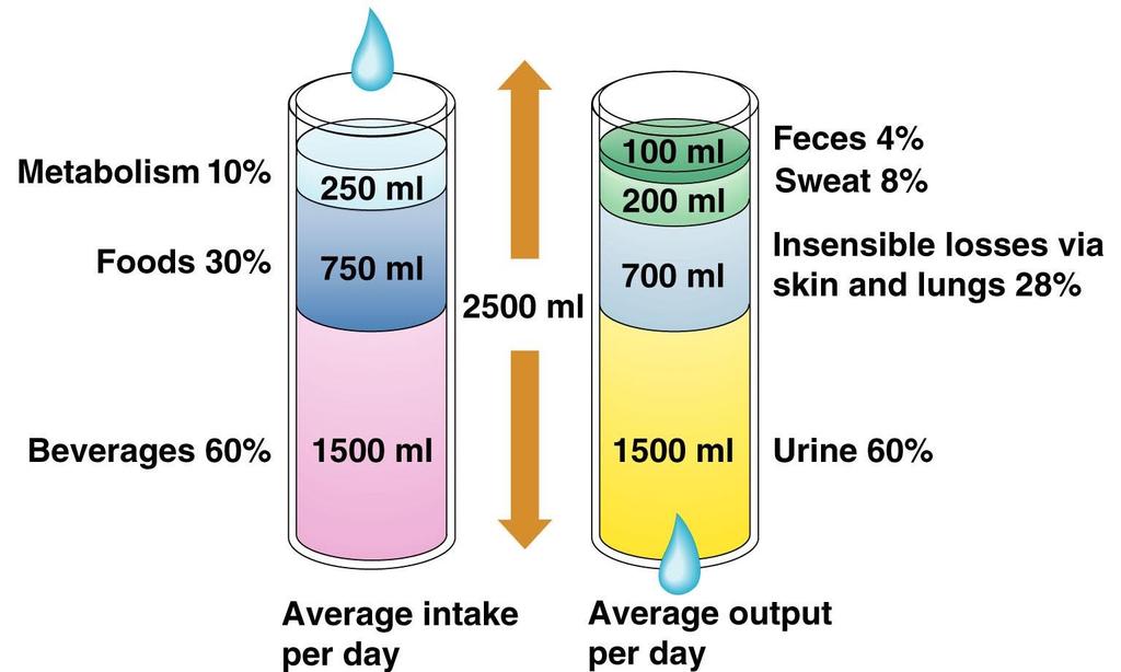 Water Intake and