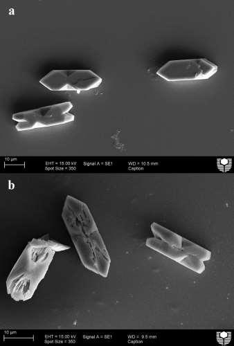 Figure S17. SEM images of calcium oxalate (0.