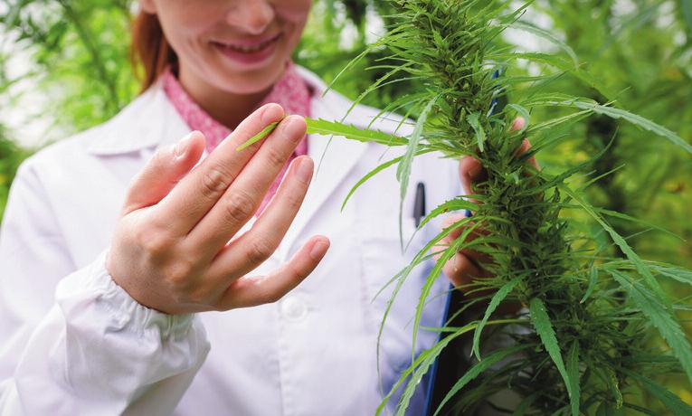 Another cannabinoid called cannabidol (also known as CBD) has been the focus of increasing amounts of scientific research.