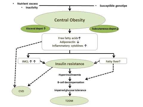 Figure 1 Mechanisms of obesity related morbidities IMCL: intramyocellular fat, CVD: cardiovascular diseases, T2DM: type 2 diabetes mellitus The aggregation of cardiovascular risk factors