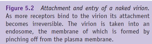 The plasma membrane flows around the virion, more receptors bind, and eventually the virion is completely enclosed in membrane, which pinches off as an endosome (figure 5.2).