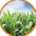including Priostar Improved Agrochemicals