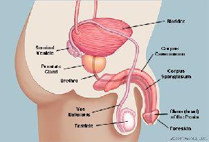 ! Structure Penis Cleanse - I The penis is the male sex organ, reaching its full size during puberty. In addition to its sexual function, the penis acts as a conduit for urine to leave the body.