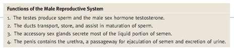 - The reproductive system is the least system that concern homeostasis. -The most important function : To ensure survival of the species. To produce egg and sperm cells.