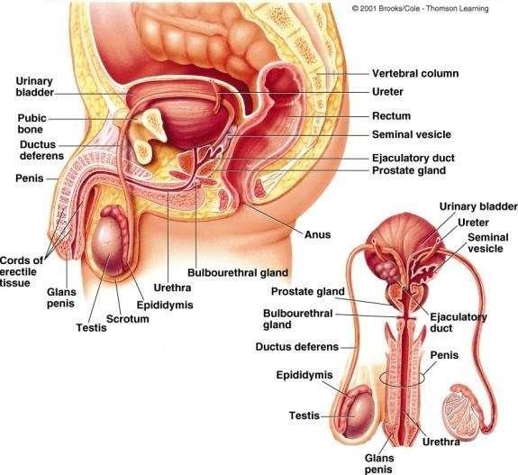 C. Bulbourethral Glands: or Cowper s glands are secrete an alkaline fluid into the urethra that protects the passing sperm by neutralizing acids from urine in the urethra.