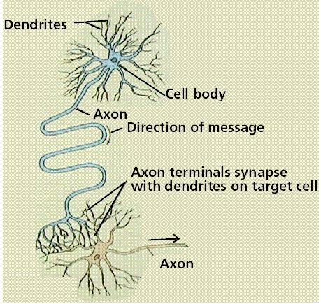 Neurons Information