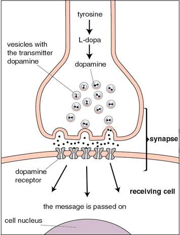 Dopamine Receptors DA