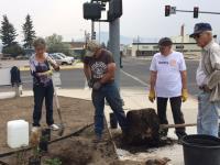 The spruce tree was delivered and planted on August 24 and, that afternoon, approximately 40 volunteers from Rotary, Butte-Silver Bow, and the Urban Forestry Board planted 6 small trees, 12 shrubs