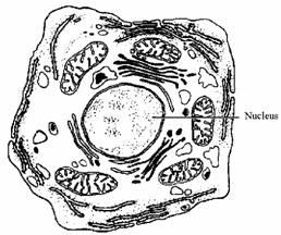 (i) nucleus (named and correctly labelled) arrow or line must touch or go inside the nuclear membrane DNA or genes or nucleic acids accept protein or histones or nucleotides or ATGC (c) enzymes or