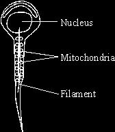 The diagram shows a human sperm. Inside the tail of the sperm is a filament mechanism that causes the side to side movement of the tail, which moves the sperm.