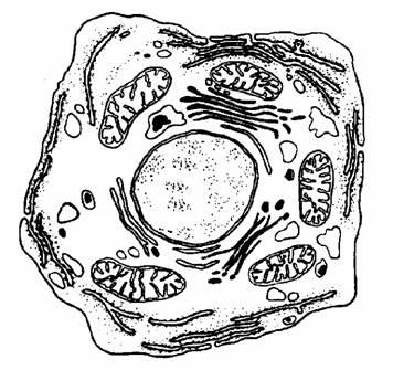 5 The drawing shows an animal cell, seen at a very high magnification using an electron microscope. (i) Label a mitochondrion [plural = mitochondria]. () What happens in the mitochondria?