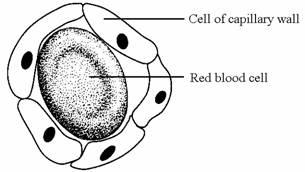 The cell is respiring aerobically. Which arrow, A, B, C or D represents: (i) movement of oxygen molecules; movement of carbon dioxide molecules?