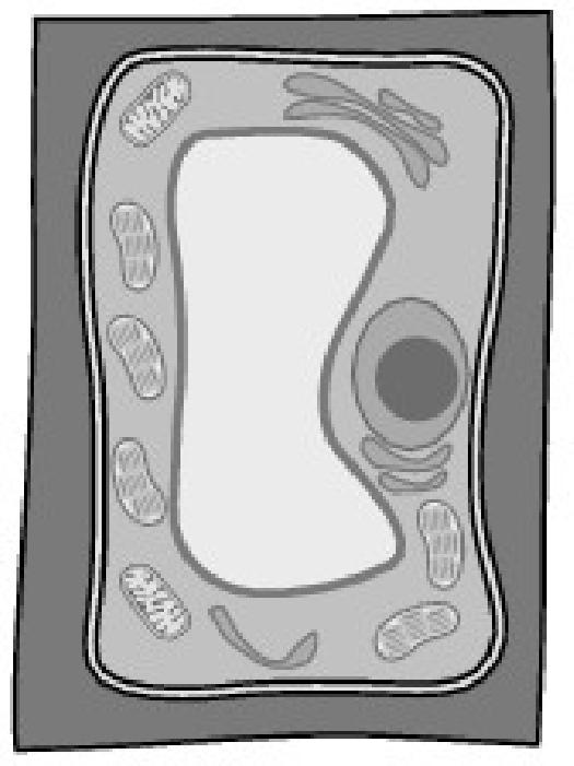 The cell s membranes are dissolving. The diagram shows a plant cell before and after it is placed in a solution. fter the cell is placed in the solution, it changes shape.