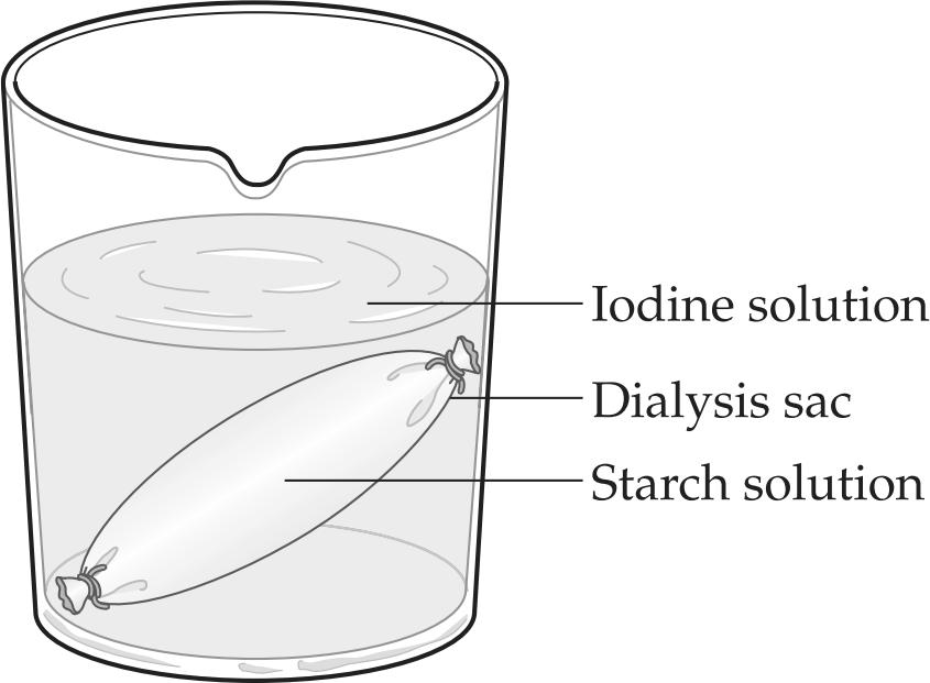 11. Use the information and the diagram below to answer the following question(s). Starch turns blue-black in the presence of iodine solution.