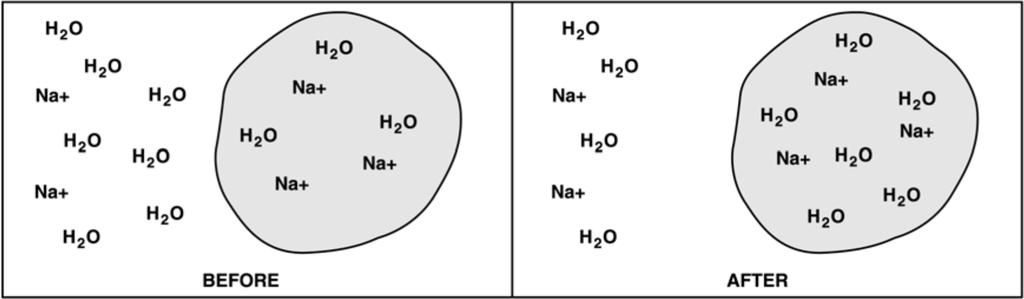 15. Which of the following substances can most easily travel into and out of the cell? 18.. Sodium ions. Potassium ions C. Water D. Glucose The diagram is showing the process of. osmosis.