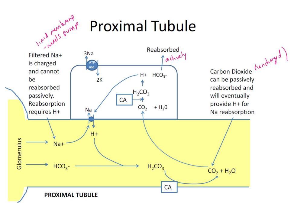 PROXIMAL TUBULE Luminal side of the epithelial cells on the tubule have a Na + /H + symporter o Na + leaves the lumen and goes into the cell.