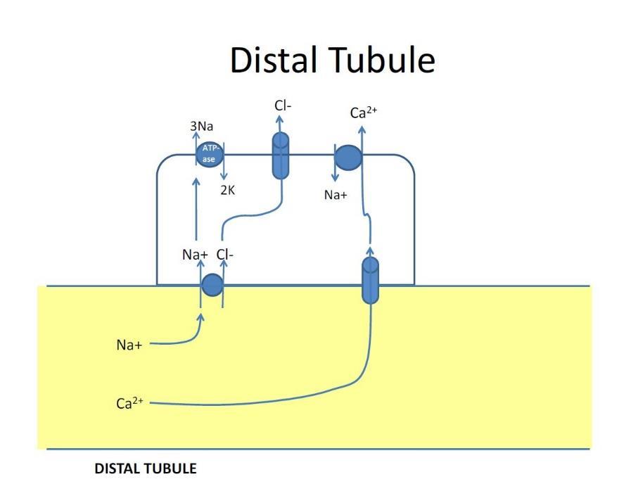 DISTAL TUBULE Basolateral side has 3Na-2K-ATPase pumps which use ATP to pump K + into the tubule and Na + out o Also has Cl - channel, which pumps Cl - out of the epithelial cell o Has Ca 2+ and Na +