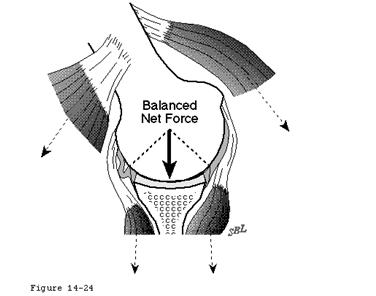Latissimus dorsi Biceps Periscapular musculature Static stabilizers Labrum contributes 20% to GH stability Glenoid is deepened by 50% by the presence of the glenoid labrum The labrum increases the