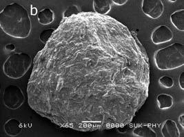 The drug-loaded microspheres were spherical and yellowish white in appearance and whiteness gradually increases with increase in carbopol 971P concentration.