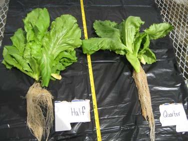 Western Red Leaf 2.78 102.91 671.94 Results for the ¼ label rate also showed varietal differences for Nitrogen, phosphorus, and potassium levels (Table 4). Nitrogen uptake values ranged from 0.21-2.