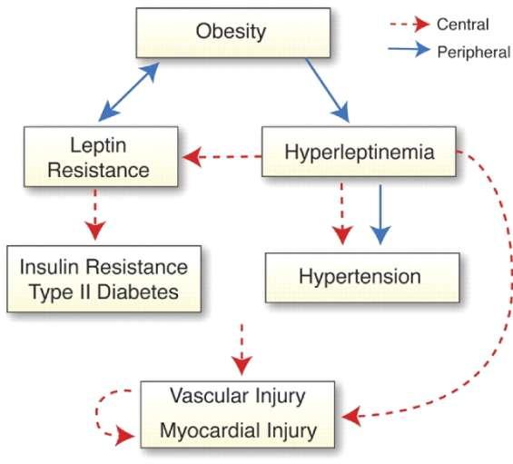 Overview of Leptin Resistance and Hyperleptinemia in Obesity- Related Cardiovascular Disease Lavie, C. J. et al.