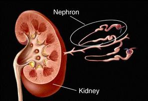 Inside a kidney Unilateral absent kidney 1 in