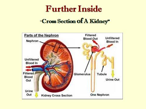 Inside a kidney Nephron important functional unit A nephron has a glomerulus & a tubule 2-20 million nephrons in each kidney Receive blood
