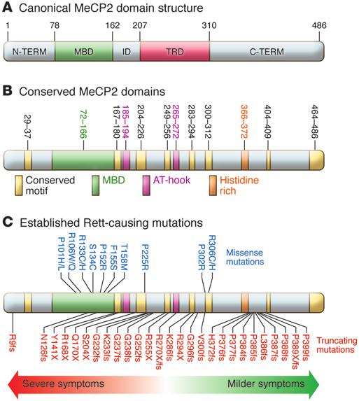 Figure 1. MeCP2 protein structure and Rett syndrome causing mutations. (A) Human MeCP2 is expressed from either of two alternatively spliced transcripts that differ only in their inclusion of exon 2.