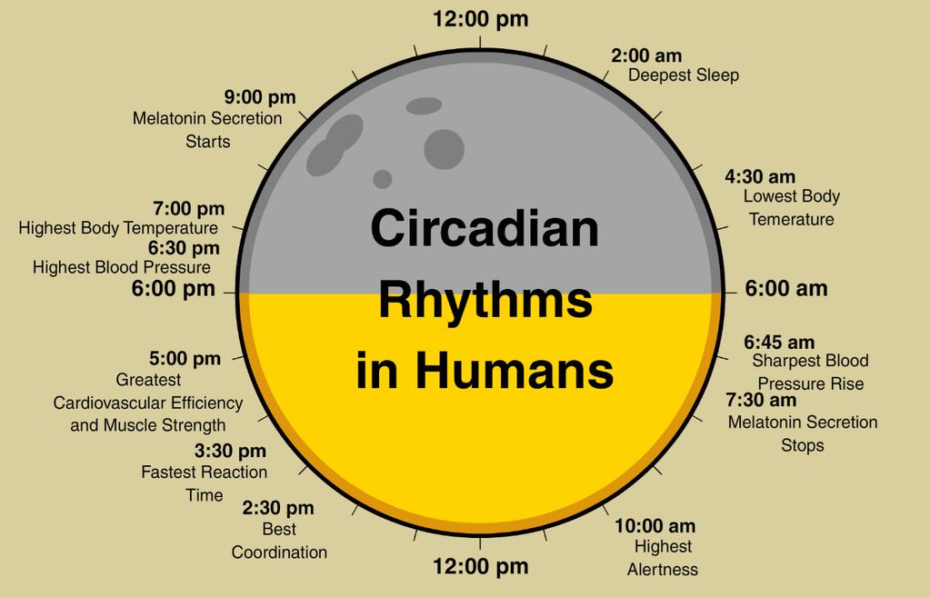 Every day we teach our internal circadian timing system what time it is is it day or night?