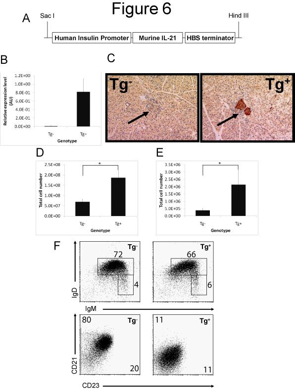 Figure 6: Expression of IL-21 in pancreatic islets through an insulin promoter transgenic construct leads to increased cellularity of lymphoid organs and altered expression of B cell maturation