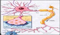 PFC Development Myelin wrapped around axon Myelin thickening increases