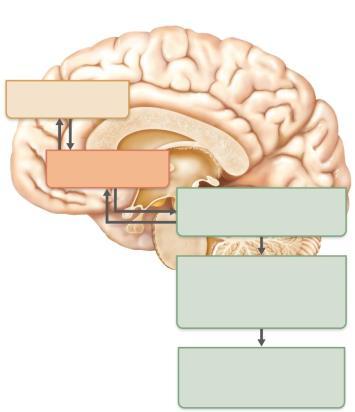 Control of ANS Function Hypothalamus main integrative center of ANS activity Subconscious cerebral input via limbic system structures on hypothalamic centers Other controls come from cerebral cortex,