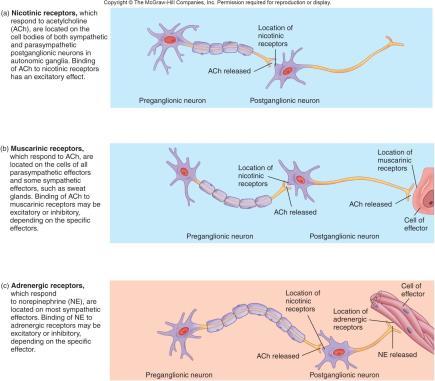 muscle + Stimulatory Two-neuron chain from CNS to effector organs ACh NE Nonmyelinated postic axon Lightly myelinated Ganglion preic axons Epinephrine and ACh norepinephrine Adrenal medulla Blood